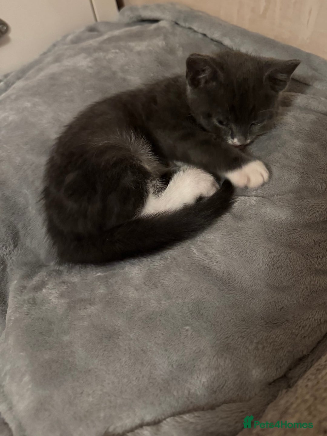 Mixed Breed cats for sale: British short haired/mixed kitten for sale  - Advert 4