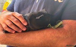 Guinea Pig rodents for sale: 2 male guinea pigs  - Image 7