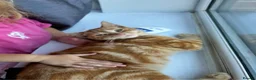 Domestic Shorthair cats for sale: Ginger male Kitten - Hoppity  - Advert 8