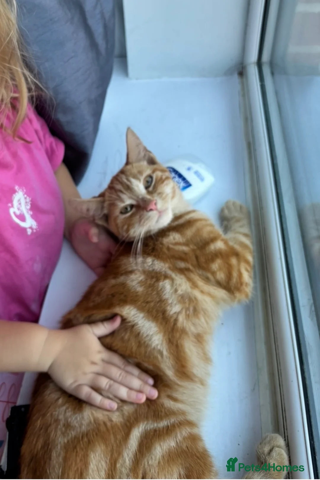 Domestic Shorthair cats for sale: Ginger male Kitten - Hoppity  - Advert 8