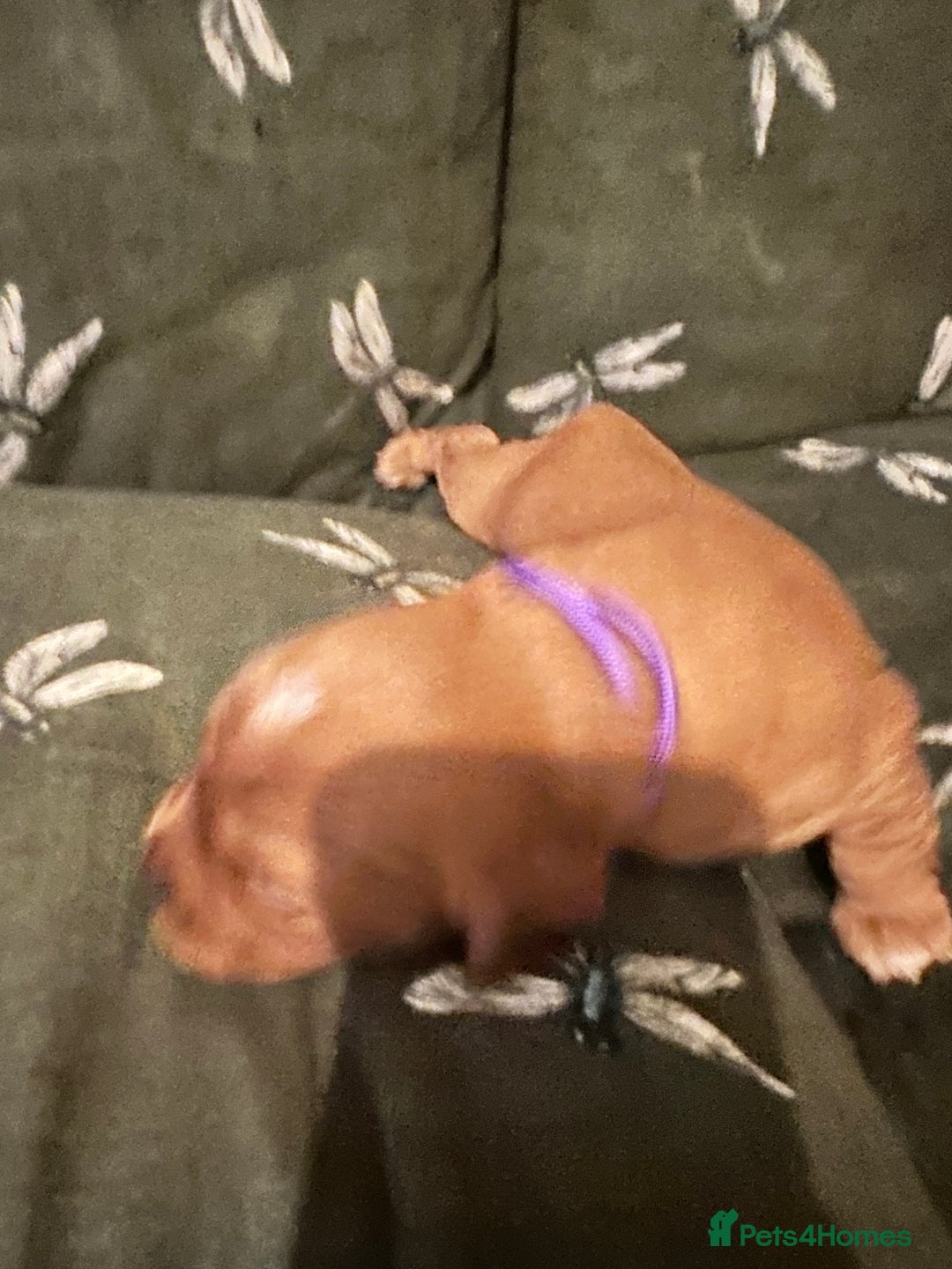 Cockalier dogs for sale: Cockalier puppies  - Advert 32