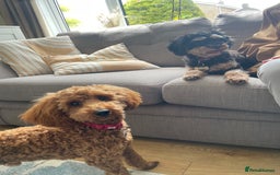 Cavapoo dogs for sale: F1b Cavapoo puppies for sale! - Image 3