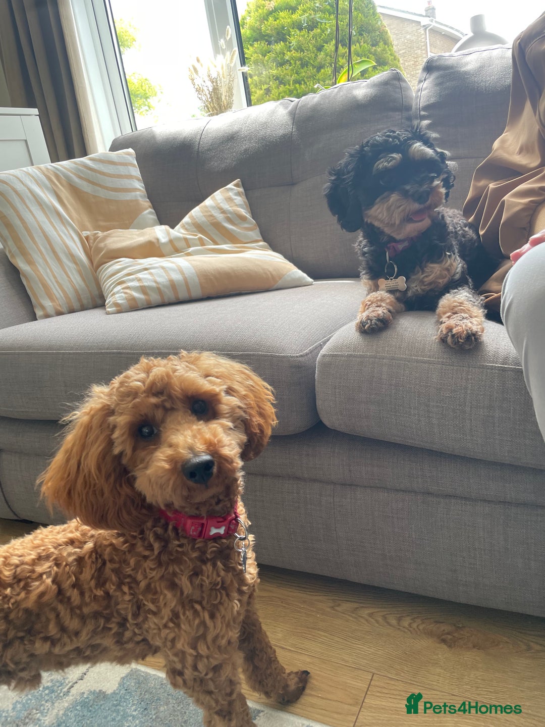 Cavapoo dogs for sale: F1b Cavapoo puppies for sale! - Image 3