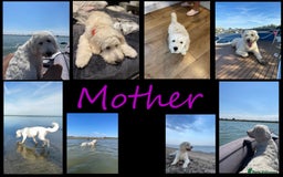 Goldendoodle dogs for sale: F1B Goldendoodle Puppies – Merle & Black – Essex - Image 12