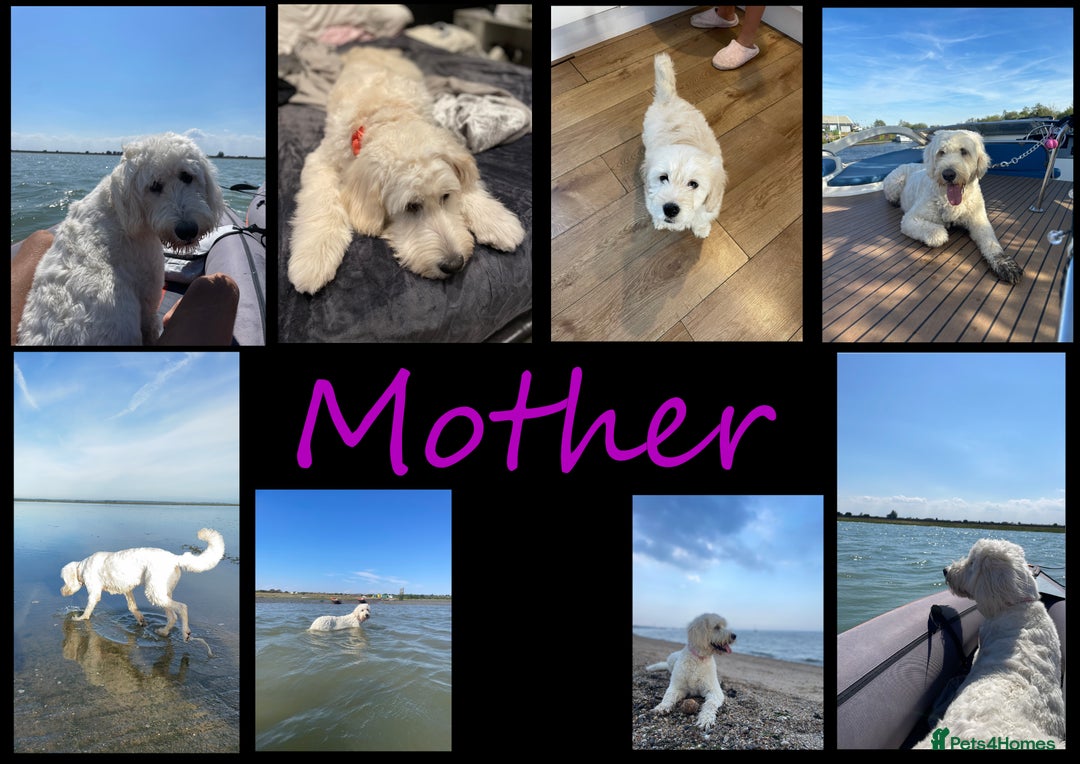Goldendoodle dogs for sale: F1B Goldendoodle Puppies – Merle & Black – Essex - Image 12