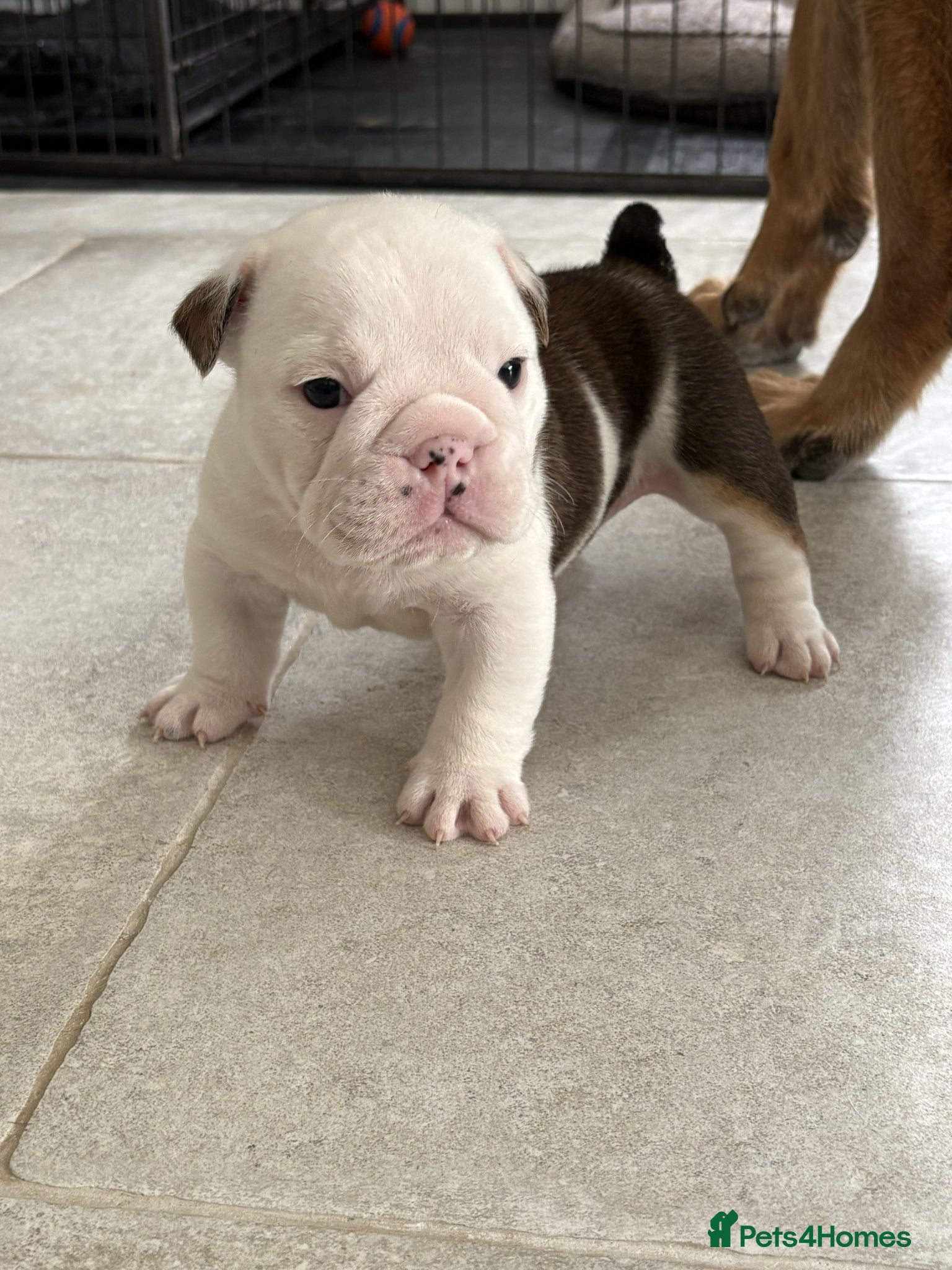 English Bulldog dogs for sale: 🐾KC reg Red & White English Bulldog 🐶 - Advert 29