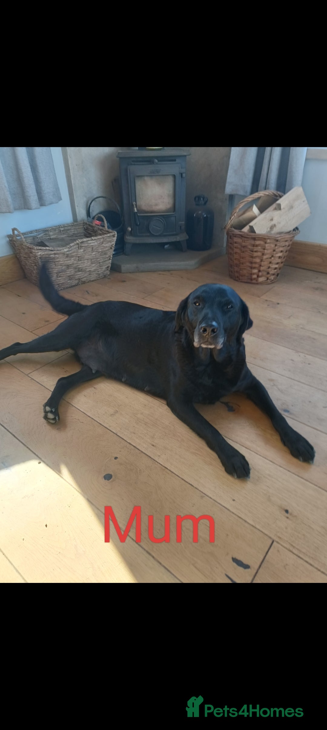 Labrador Retriever dogs for sale: Labrador puppy - Image 2