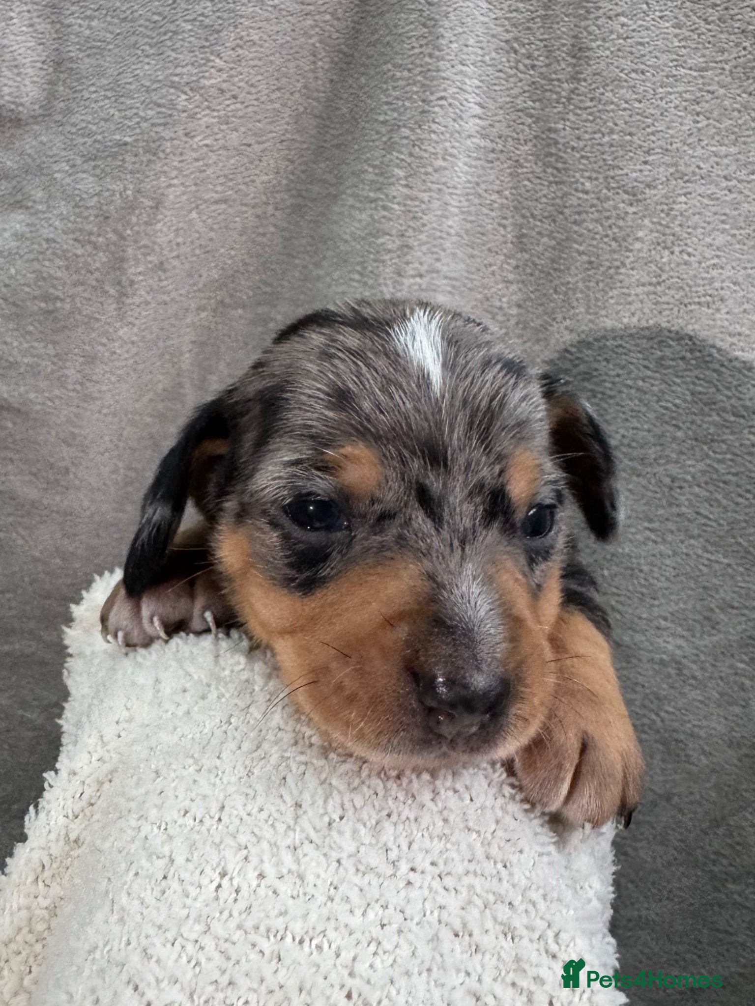 Miniature Dachshund dogs KC REG Smooth Hair Miniature Dachshund Puppies - Advert 2