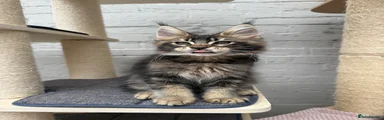 Black Ticked tabby Boy