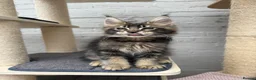Maine Coon cats for sale: TICA pedigree Stunning Maine coon kittens  - Advert 10