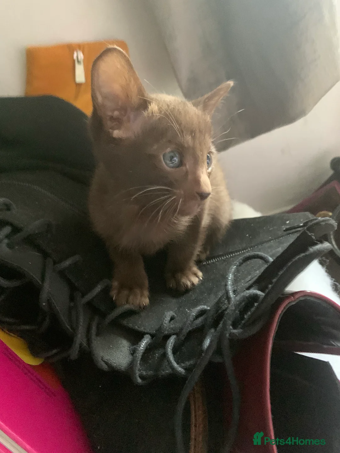 Siamese cats for stud: Traditional chocolate point Siamese stud in Bradford - Advert 11