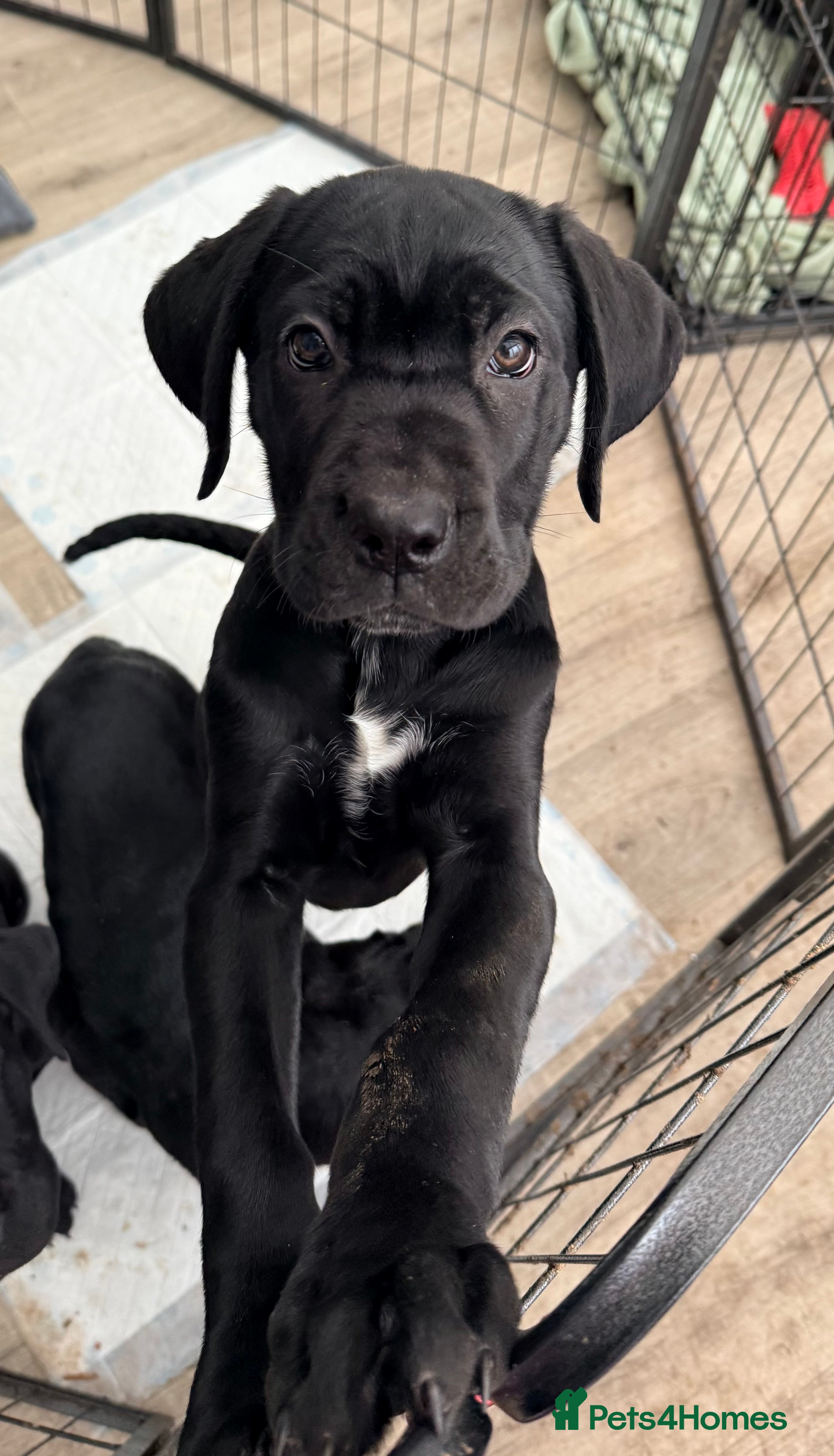 Cane Corso dogs 1 female left , ready to leave now !  - Advert 6
