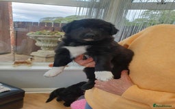 Mixed Breed dogs for sale: German Shepherd x collie - Image 7