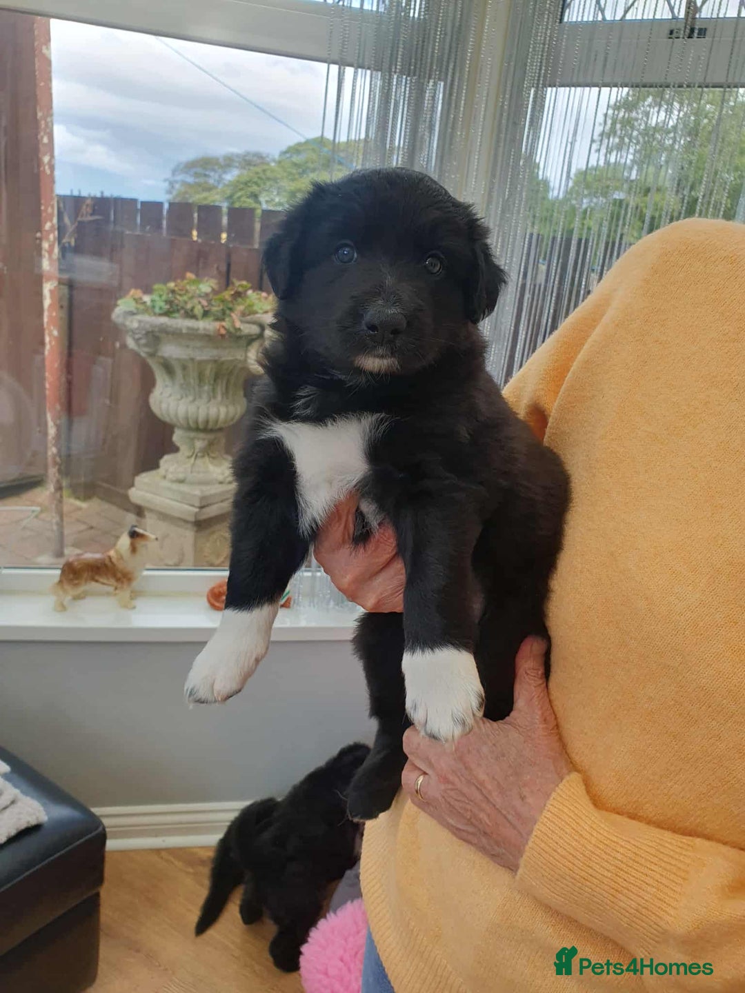 Mixed Breed dogs for sale: German Shepherd x collie - Image 7