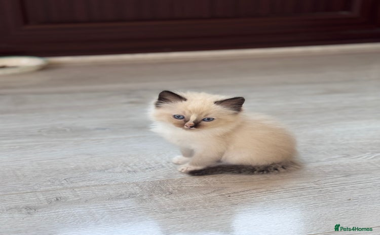 Ragdoll cats - Advert 12