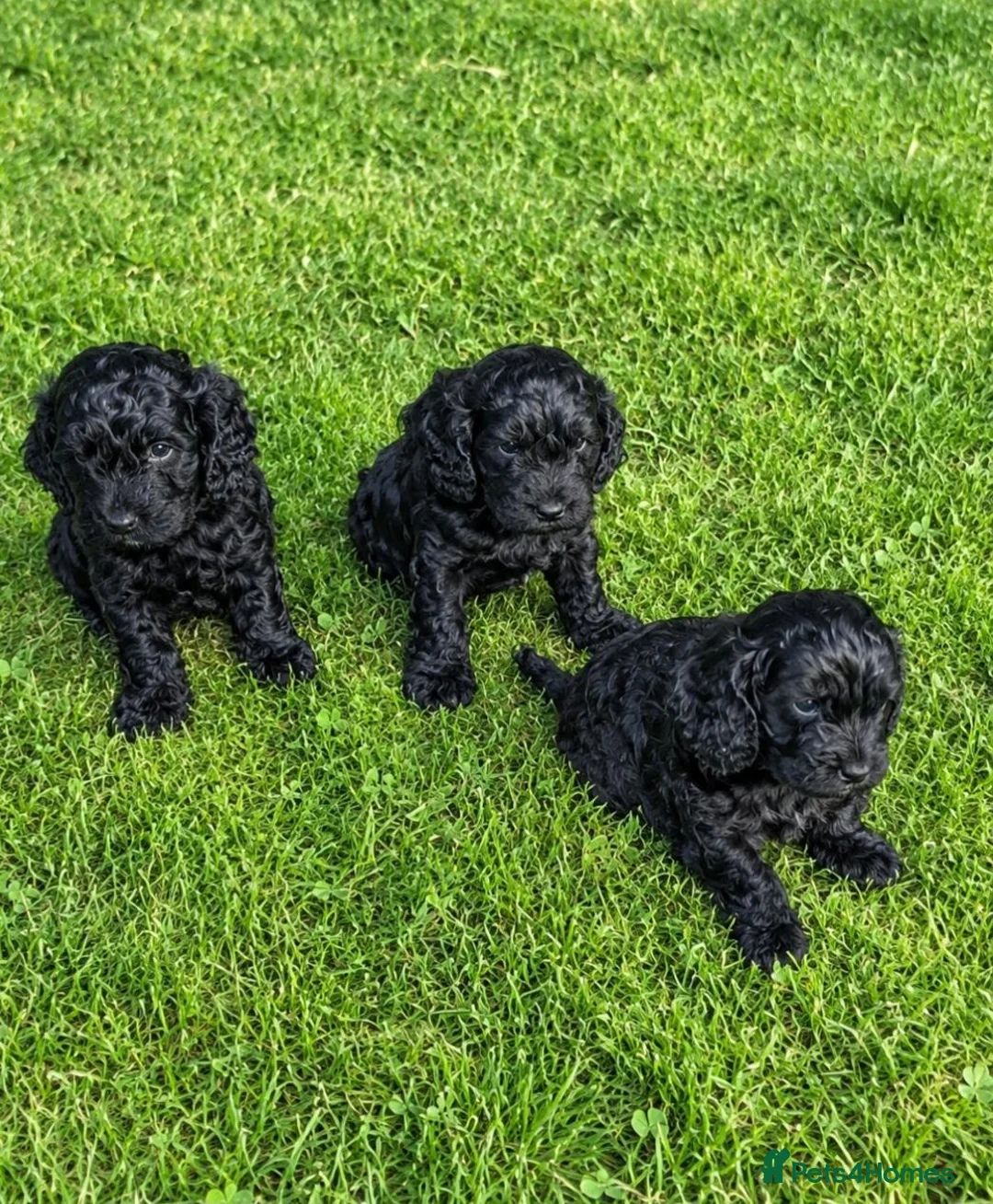 Cockapoo dogs for sale: Beautiful toy cockapoo babies  - Advert 2