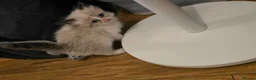 Ragdoll cats for sale: Sky kittens 😸 ♥️  - Advert 33