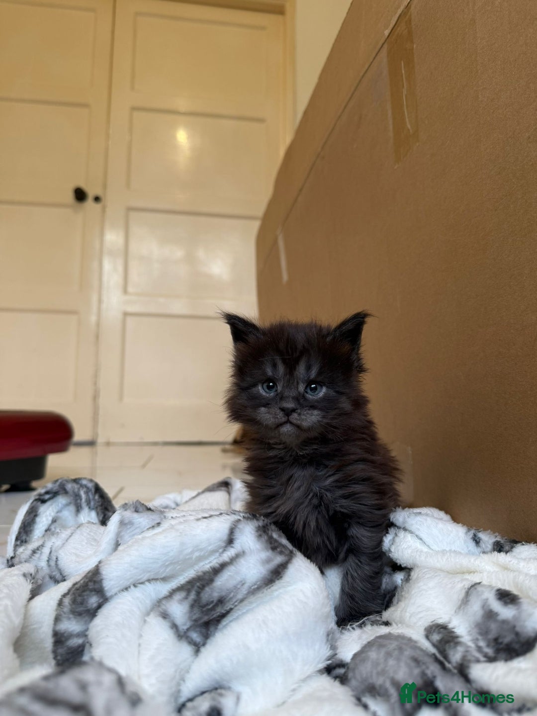 Maine Coon cats for sale: Pedigree Tica Russian Import line Maine Coons - Advert 23