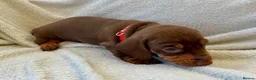 Miniature Dachshund dogs for sale: KC REG Miniature Smooth Short Haired Dachshunds - Advert 7