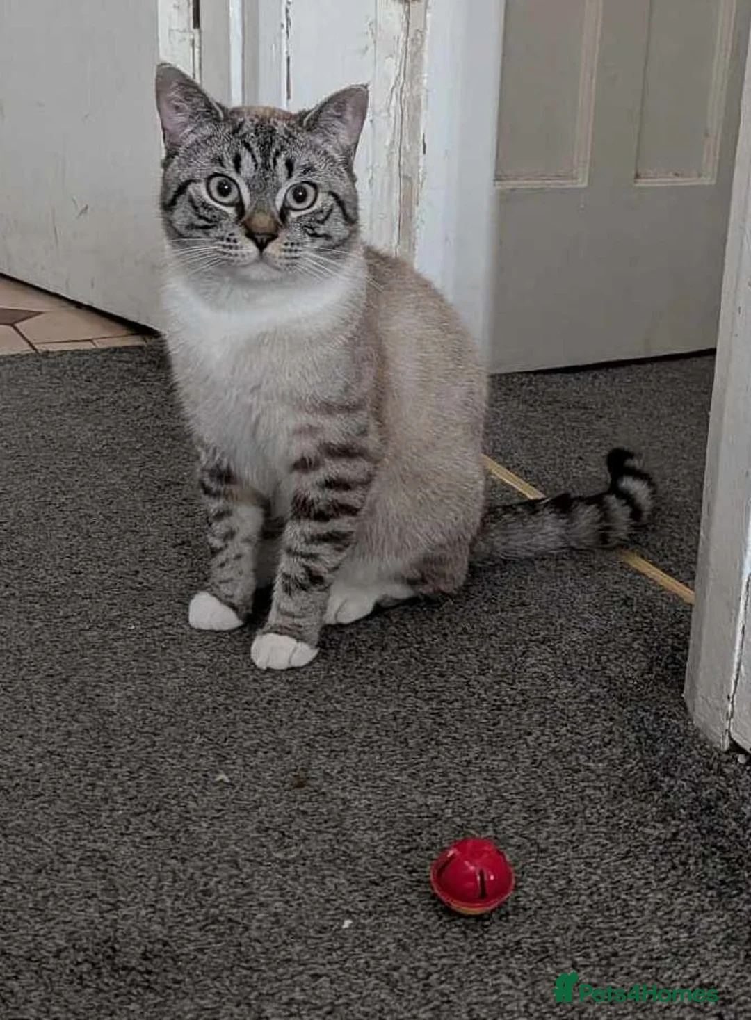 British Shorthair cats for sale: 🐾 Gucci Looking for His Forever Home 🏡❤️ - Advert 5