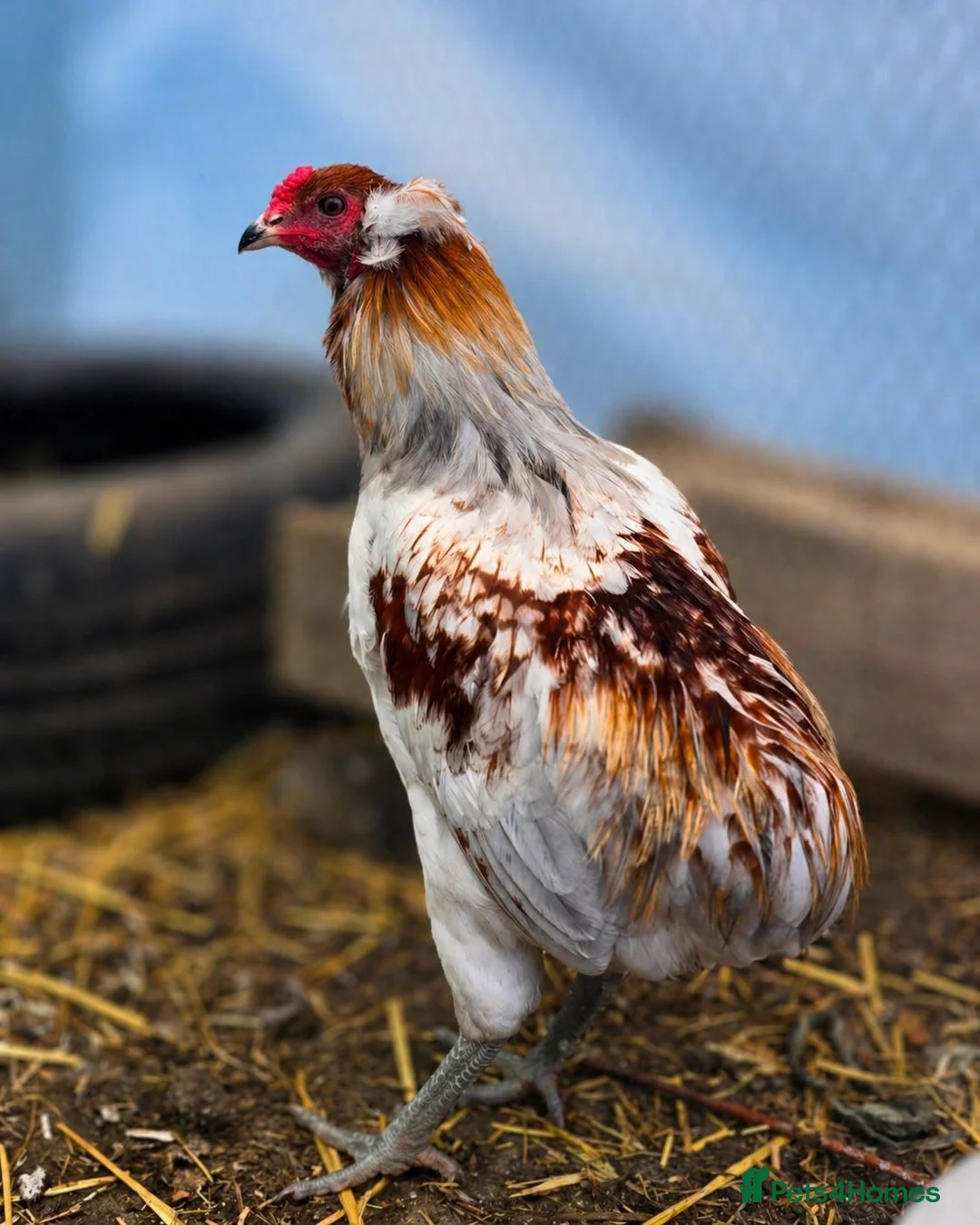 Chickens poultry for sale: Rumpless Araucana x5 - Advert 3