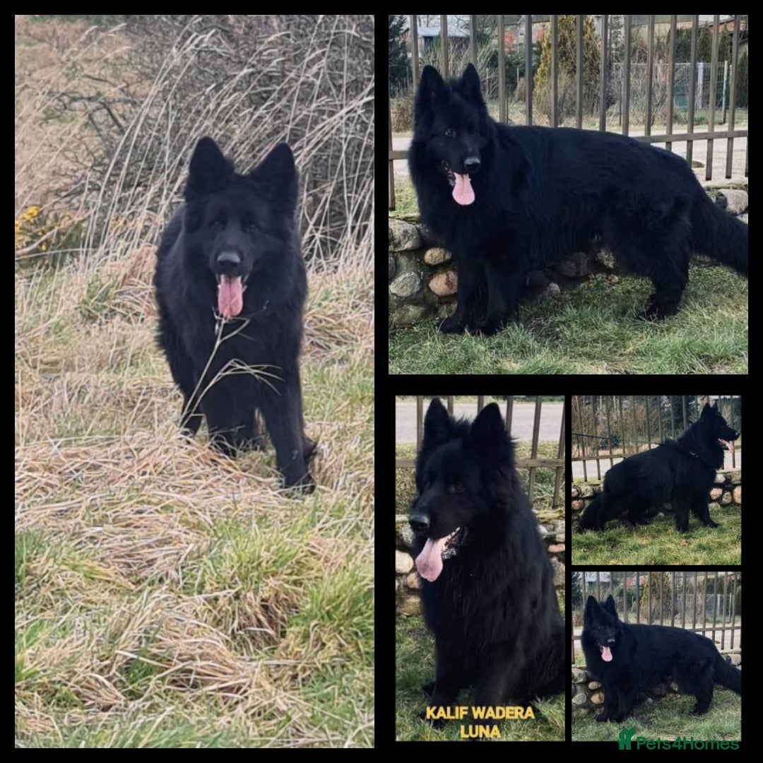 German Shepherd dogs for sale: KC, Top Quality Long Hair GSD Puppies  - Advert 7