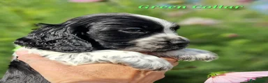 GREEN COLLAR