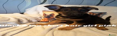 German Shepherd 9