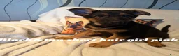 German Shepherd dogs for sale: GLENCONNER GERMAN SHEPHERDS  - Advert 2