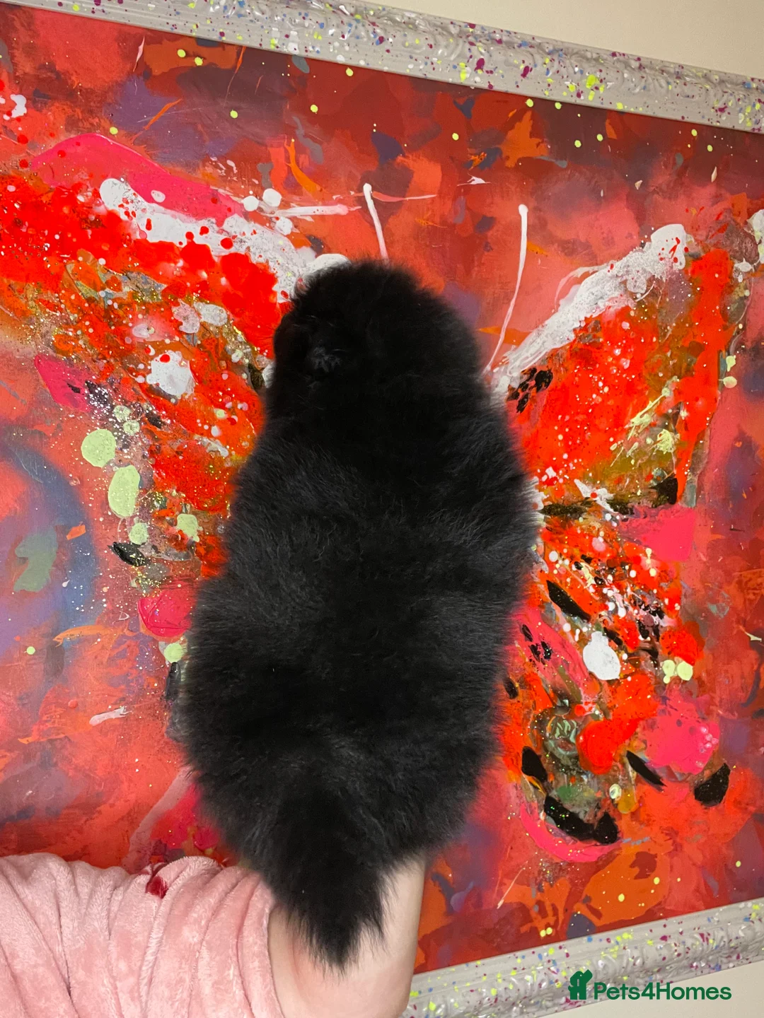 Pomeranian dogs for sale: Pomeranian puppies  - Advert 6