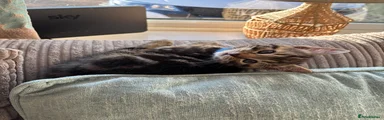 Mixed Breed Kitten 3