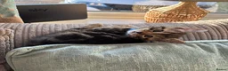 Mixed Breed cats for sale: Beautiful kittens for sale - Advert 3