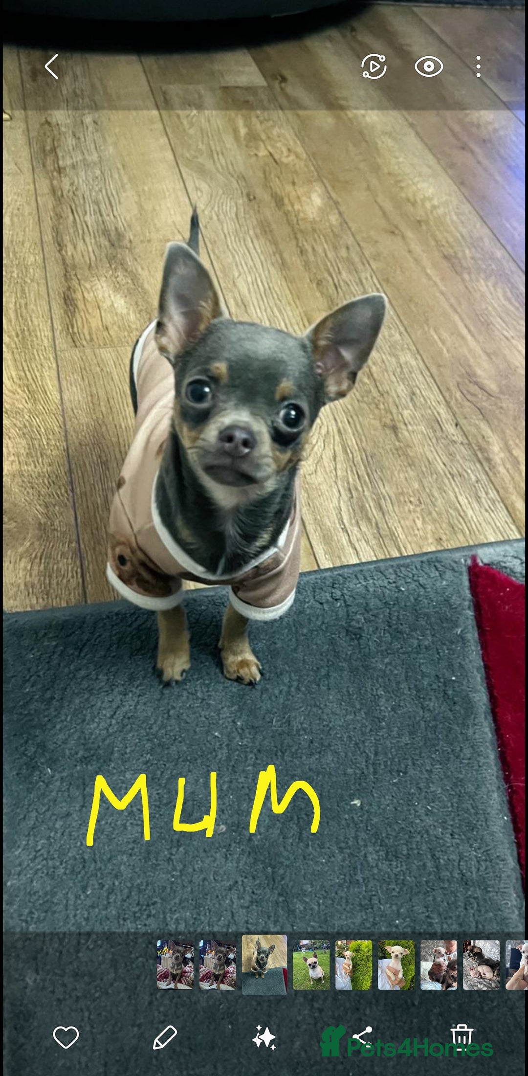 Chihuahua dogs for sale: Chihuahua puppies smooth coat - Image 13