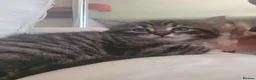 Mixed Breed cats for sale: Adorable Kittens Looking for Loving Homes - Advert 15