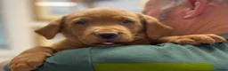 Labrador Retriever dogs for sale: Fully Health Tested, Outstanding Dark Red Puppies - Advert 7