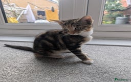Mixed Breed cats for sale: Girl, 12 weeks - Image 4