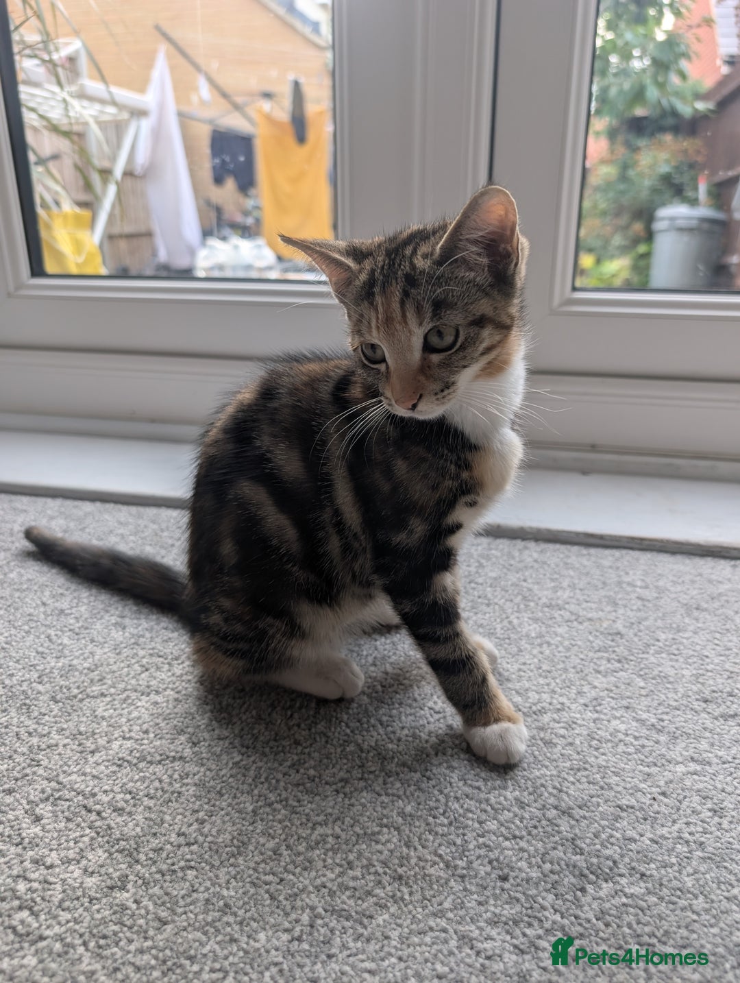 Mixed Breed cats for sale: Girl, 12 weeks - Image 4