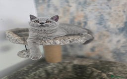 British Shorthair cats for sale: Gorgeous Healthy BSH Kittens GIRLS - Image 9
