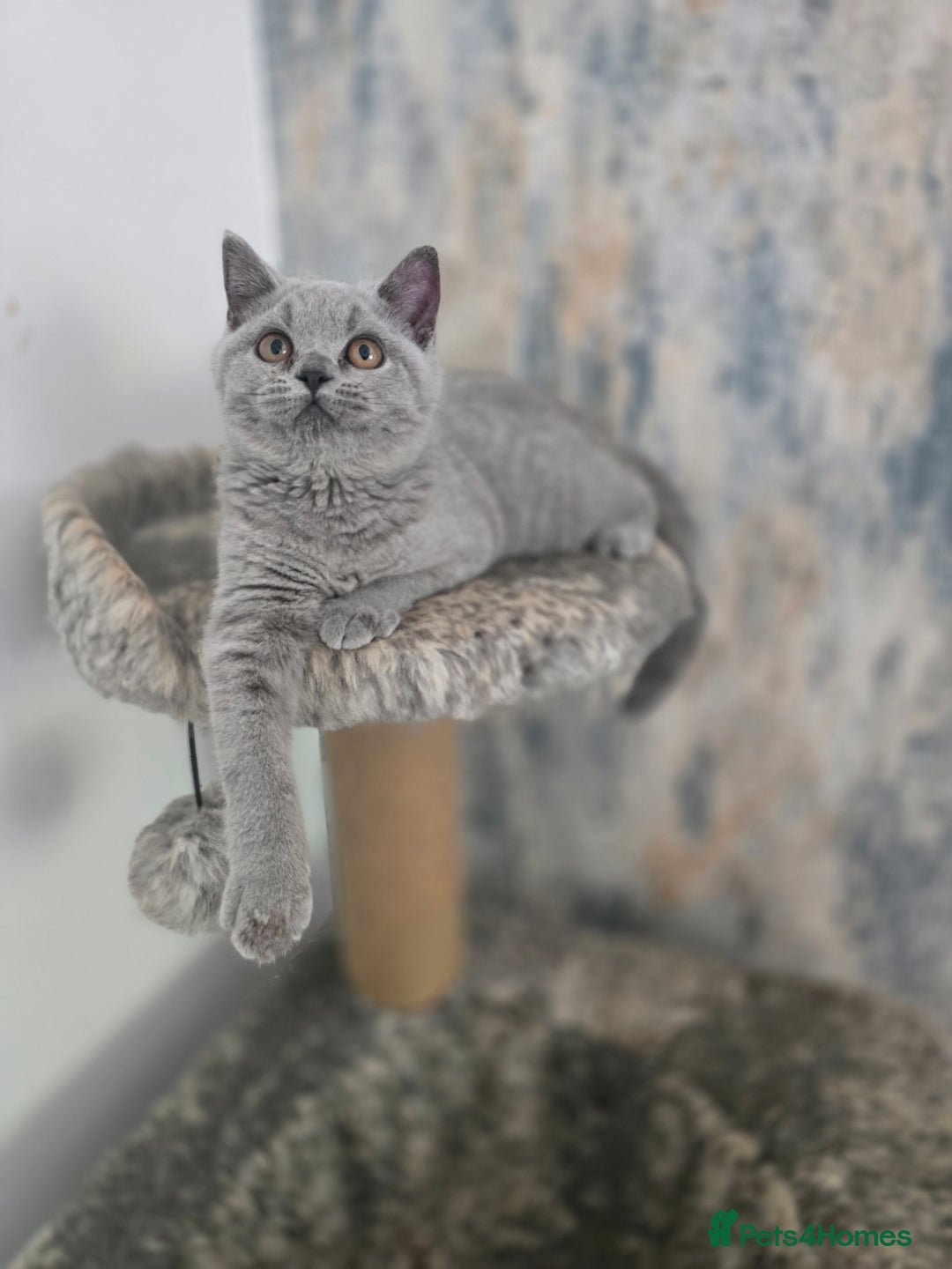 British Shorthair cats for sale: Gorgeous Healthy BSH Kittens GIRLS - Image 9