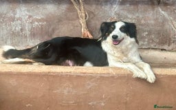 Border Collie dogs for sale: Border Collie Puppies  - Image 8
