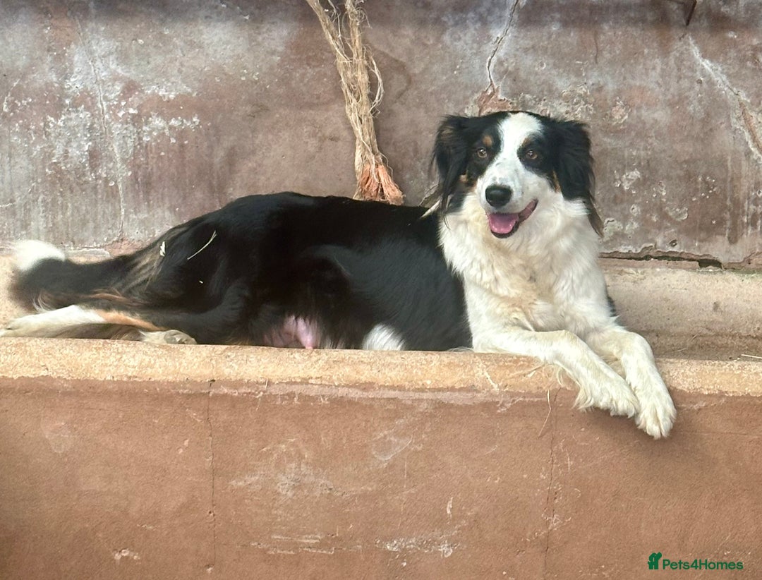 Border Collie dogs for sale: Border Collie Puppies  - Image 8