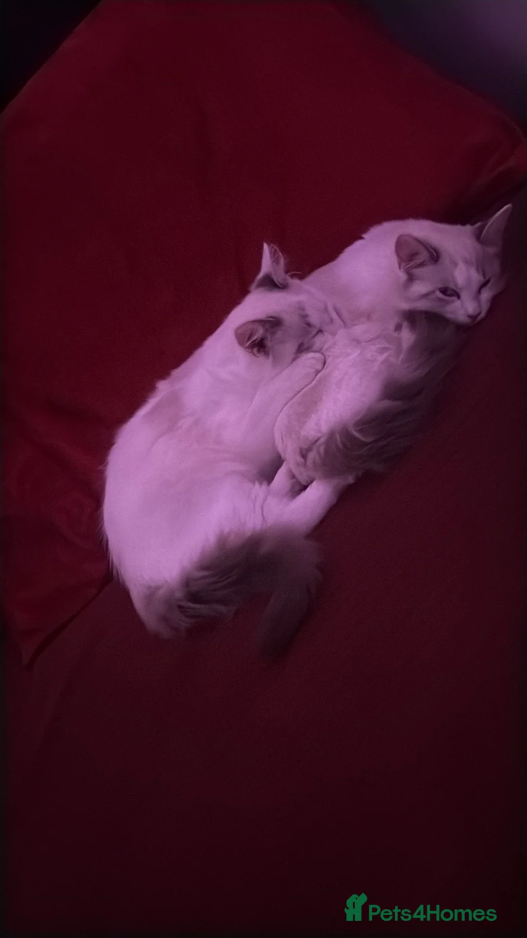 Ragdoll cats for sale: Ragdoll Kittens Ready Now – Birmingham in Birmingham - Advert 2