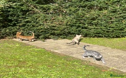 Bengal cats for sale: Beatiful bengal kittens.  - Image 10