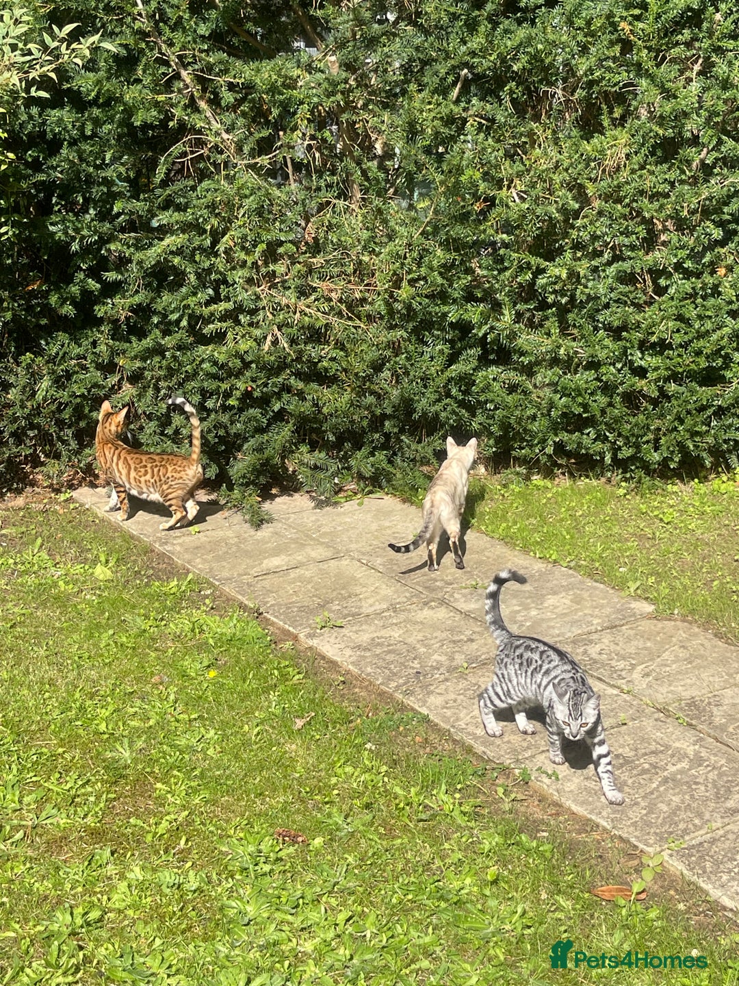 Bengal cats for sale: Beatiful bengal kittens.  - Image 10