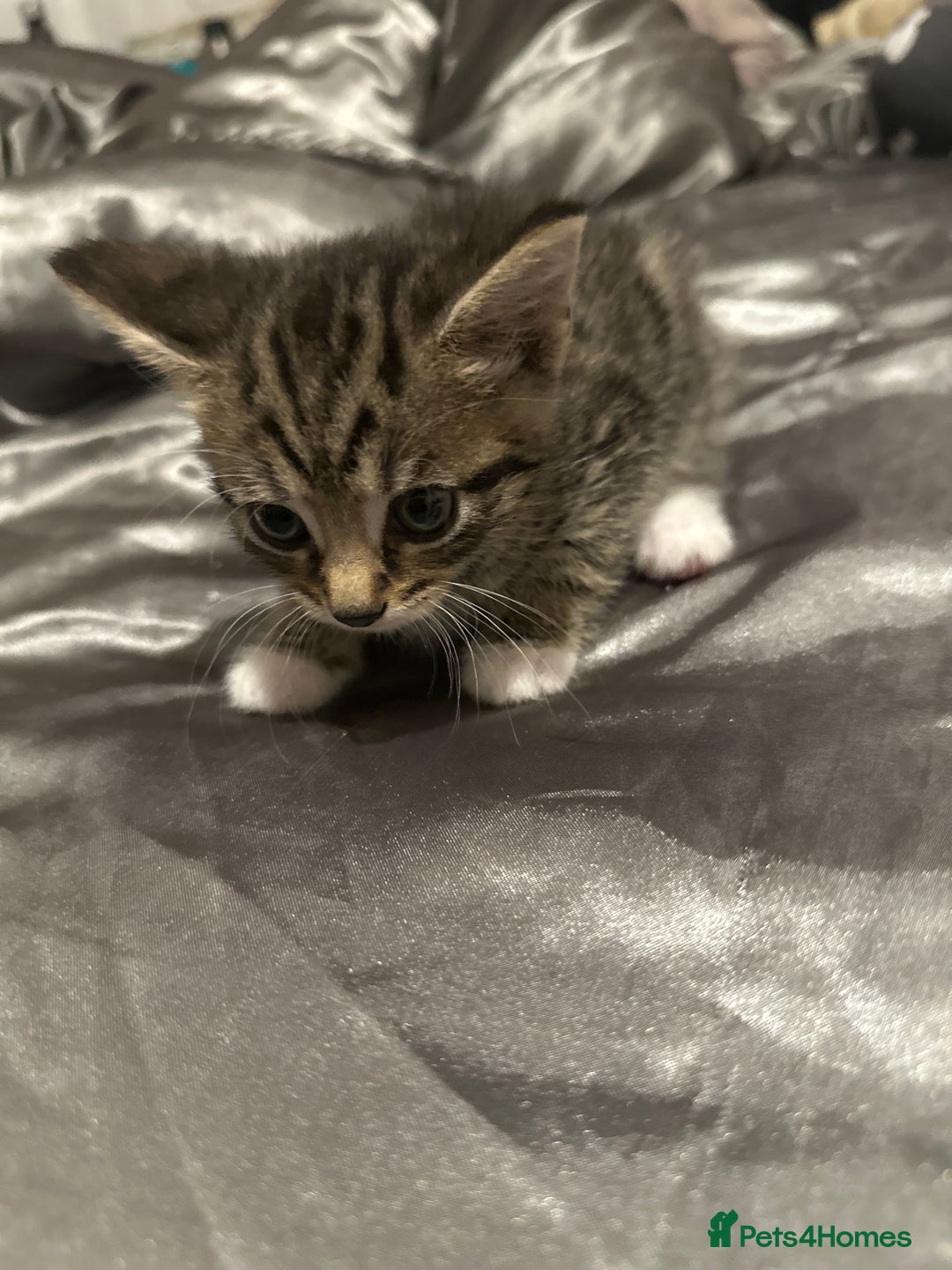 American Shorthair cats for sale: Beautiful kittens for sale - Image 6