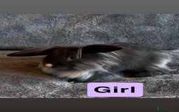 Lionhead rabbits for sale: Lion head Bunnys  - Image 1