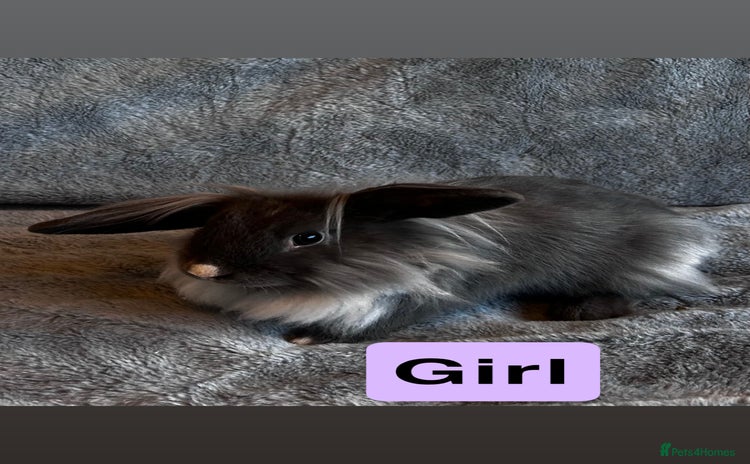 Lionhead rabbits - Advert 11