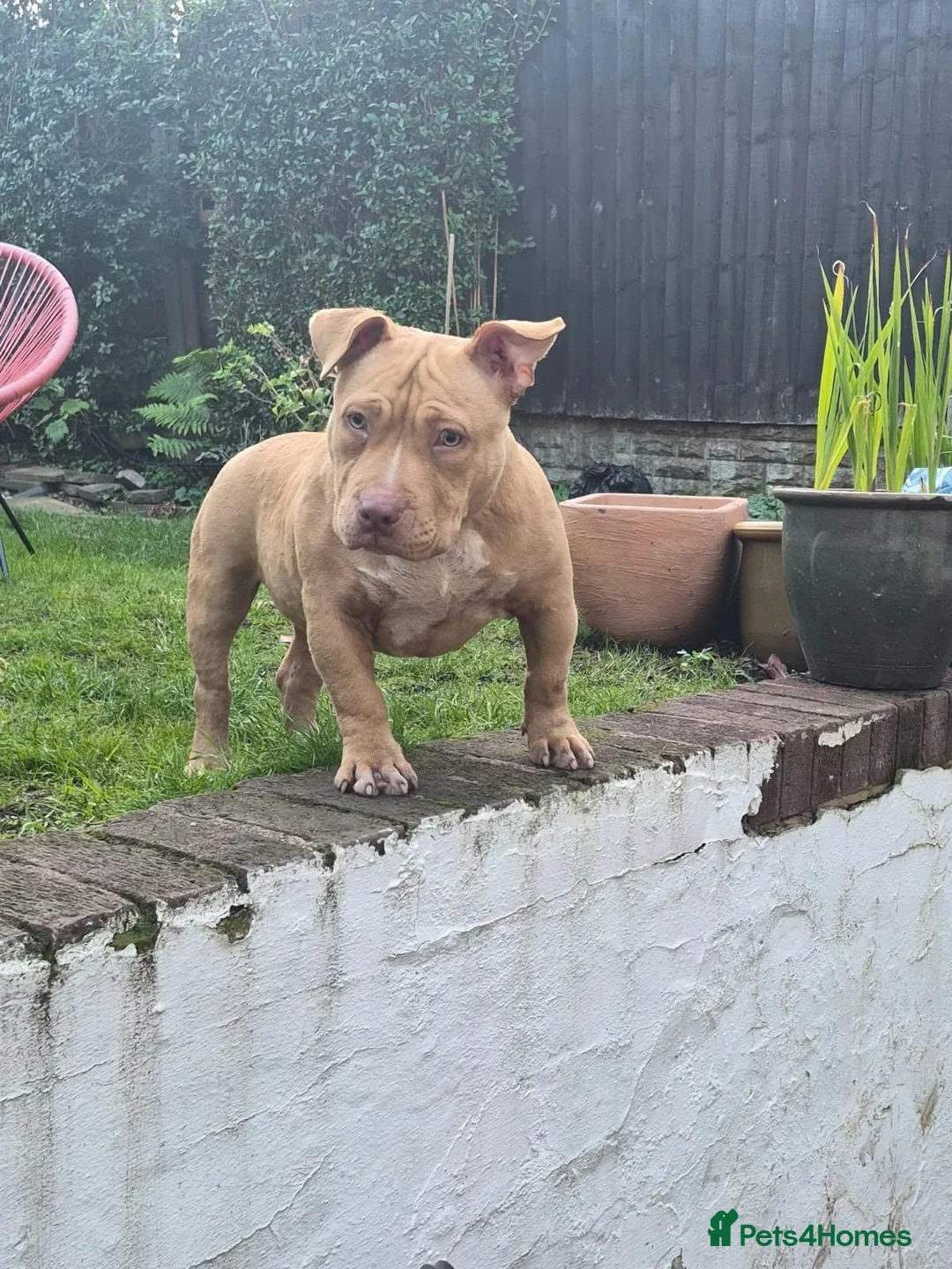 American Bully dogs for sale: Real American Pocket Bully’s  - Advert 1