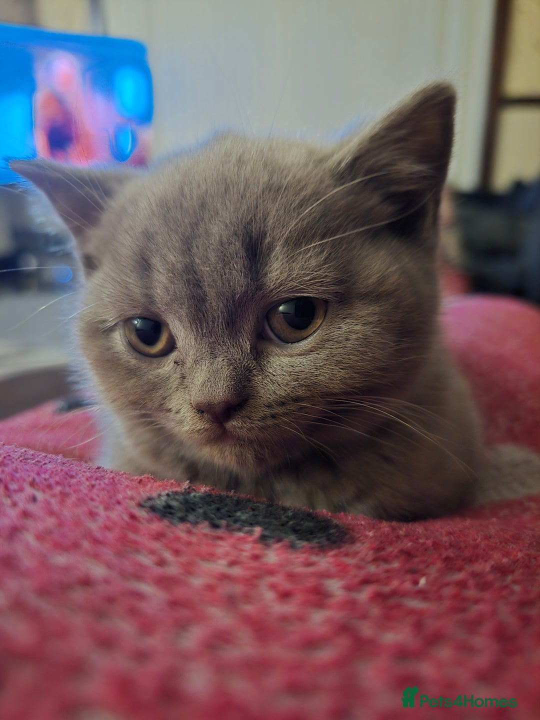 British Shorthair cats for sale: 1 beautiful BSH pedigree girl remaining🐾  - Advert 11
