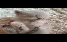 Siberian cats for sale: Siberian Neva masquerade kittens  - Image 13